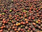 DA allocates P97.91M to boost Bukidnon indigenous coffee sector DA allocates P97.91M to boost Bukidnon indigenous coffee sector