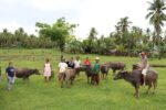 Researchers step up heat-resistant carabao breed amid El Niño threat Researchers step up heat-resistant carabao breed amid El Niño threat