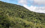 Forestry policies in place for credible carbon market Forestry policies in place for credible carbon market