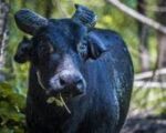 Toyota deepens tamaraw conservation push as population recovers Toyota deepens tamaraw conservation push as population recovers