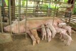 DA moves to support local hog producers amid low farmgate prices DA moves to support local hog producers amid low farmgate prices