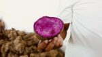 US awards $34.1M to expand Philippine ube industry US awards $34.1M to expand Philippine ube industry