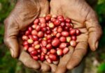 DA, Nestlé partner to boost Bukidnon coffee yields, farmers DA, Nestlé partner to boost Bukidnon coffee yields, farmers