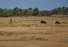 DA backs calamity declaration to mobilize El Niño response