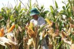 Government raises corn import quota to ease feed costs, shield consumers from meat price hikes Government raises corn import quota to ease feed costs, shield consumers from meat price hikes