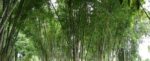 Idle bamboo land offers opening for Philippine firms in $73B global market Idle bamboo land offers opening for Philippine firms in $73B global market